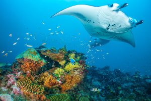 Join us as we relax in calm clear waters enjoying the beautiful Manta's glide right over us in our secret diving spot, Only in Section 2 of our TridentWarriors May 2025 Philippines trip.;